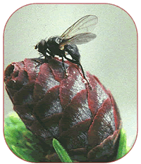 cone maggot, S. appalachensis, photo by J. Sweeney, NRCan