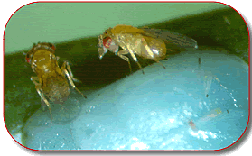 Trichogramma ovipositing in budworm, photo by Rick West