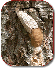 gypsy moth ovipositing, photo by Don Ostaff