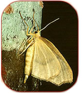 hemlock looper moth, photo by Rick West