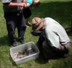 David Boyle searching for beetles in a litter sample.  Photo by Jon Sweeney. (76kb)